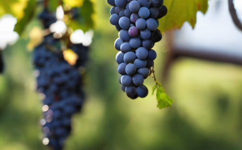 成都紅酒批發 如何鑒別紅酒的品質 紅酒入口怎么品